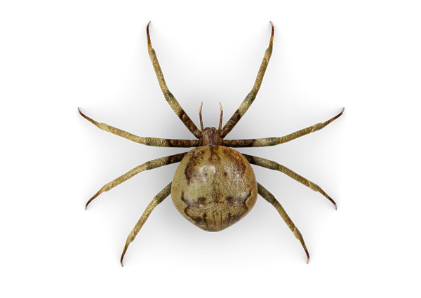 Aranhas